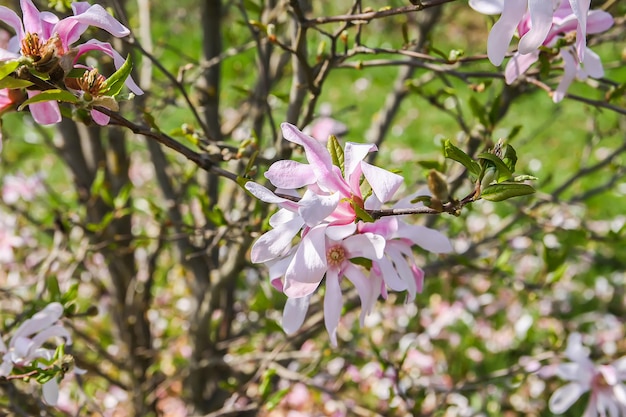 Magnoliaboom bloesem in de lente