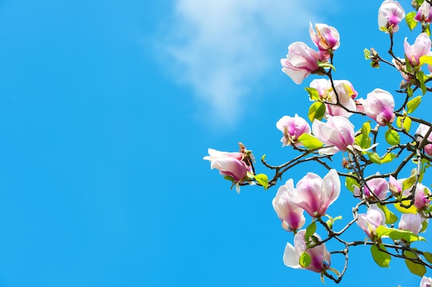 Magnoliaboom in bloei op blauwe hemel. Bloemen bloeien met violette bloemblaadjes op zonnige dag. Lente seizoen concept. Bloei, bloesem, bloei. Natuur, schoonheid, milieu, kopieer ruimte