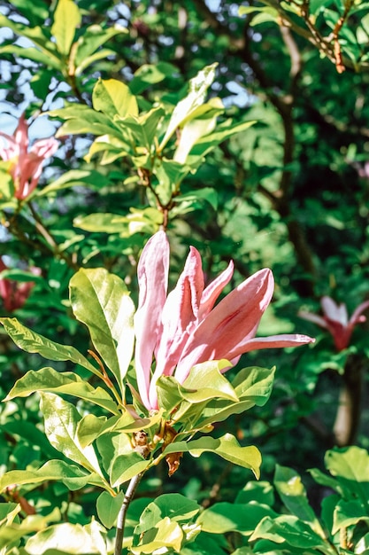 Magnoliaboom met roze bloem