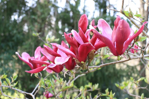 Magnoliaboom met roze bloem