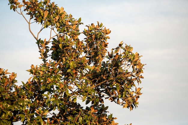 Magnoliaboom onder de hemel bij zonsondergang