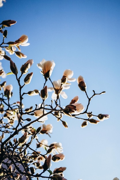 Magnoliatak aan de blauwe lucht