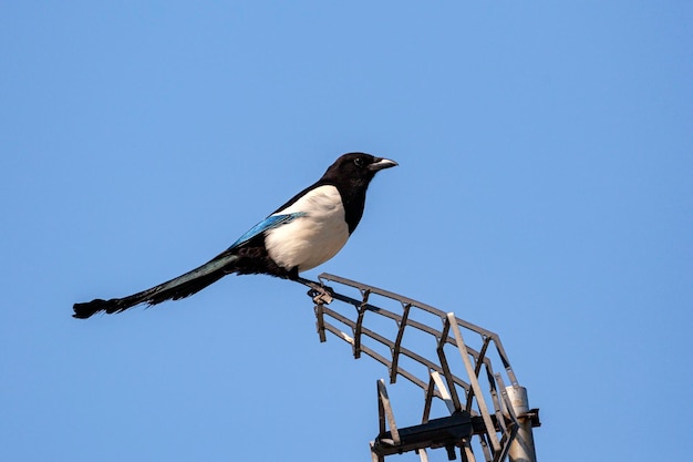 Magpie bird sits on the antenna