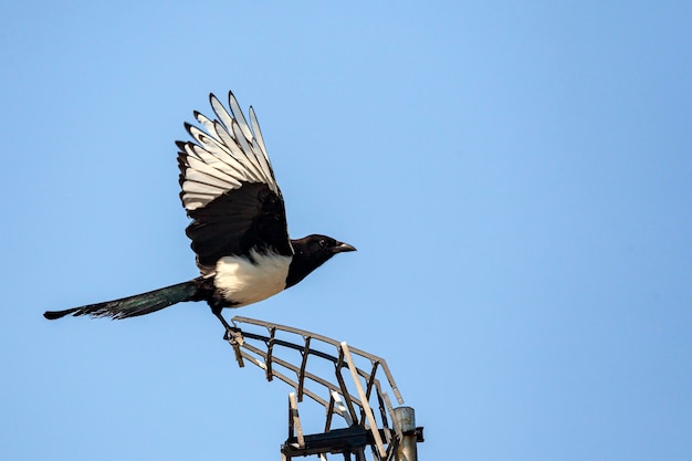 Magpie bird sits on the antenna