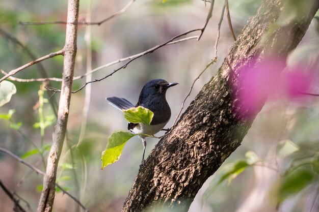 Magpie on a branch