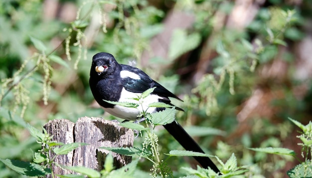 Magpie foraging for food in the woods