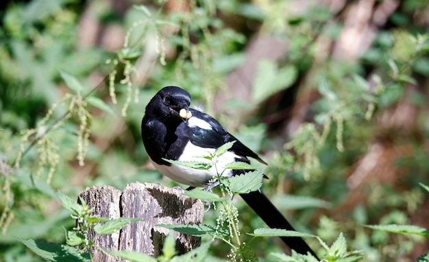 Magpie foraging for food in the woods