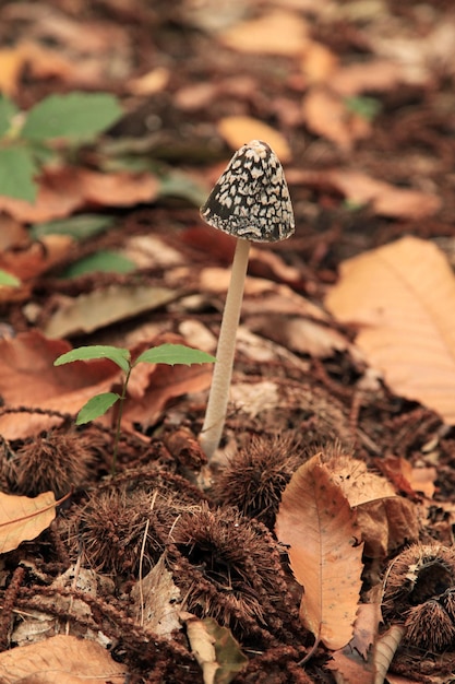 Photo magpie inkcap fungus coprinopsis picacea