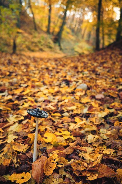 Photo magpie inkcap mushroom on autumn forest