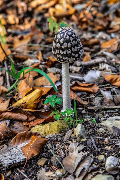 Photo magpie inkcap mushroom