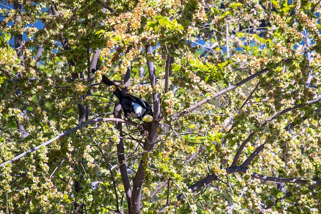 Magpie is making a nest on fir tree