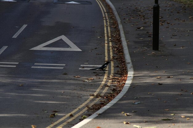 Foto magpie ad un passaggio pedonale