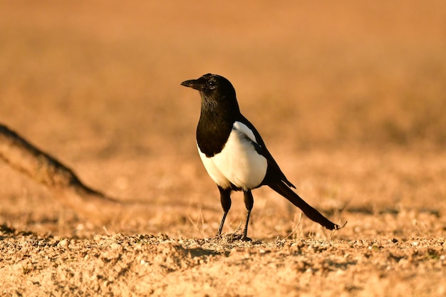 Photo magpie perched in a barren field with dry grass