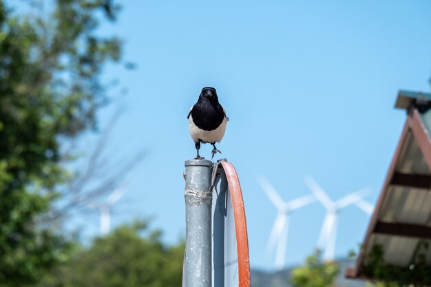 カメラを見つめる看板にとまるカササギと電気を生み出す風車