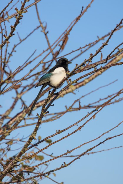 Magpie perched in a tree on a sunny winters day