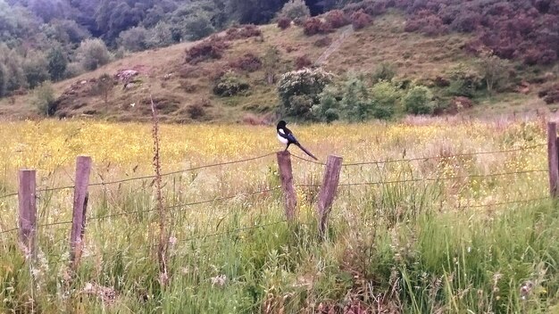 Photo magpie perching on fence over grassy field