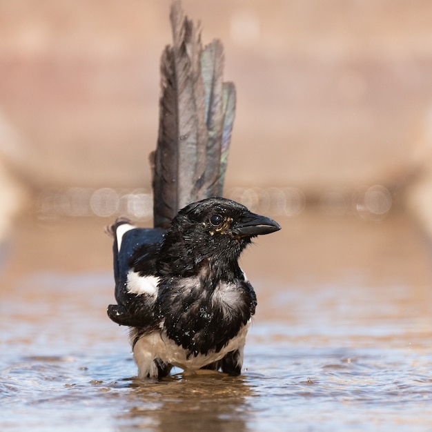 Una gazza pica pica che spruzza nell'acqua.