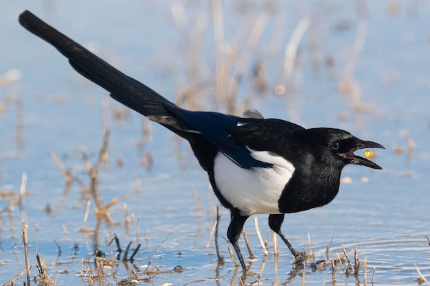 Magpie Pica pica Toledo Spain