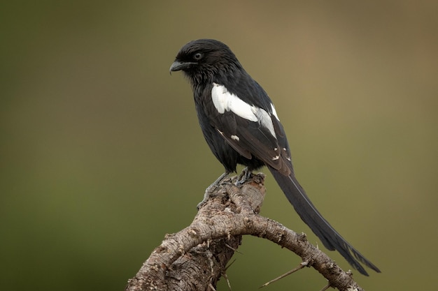 Magpie Shrike kijkt naar beneden vanaf een doornige tak.
