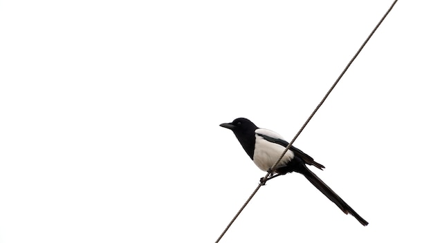 Photo magpie sits on a wire