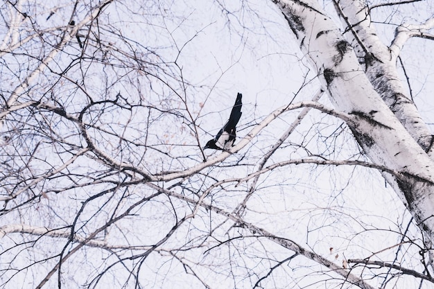 A magpie sitting on a birch branch