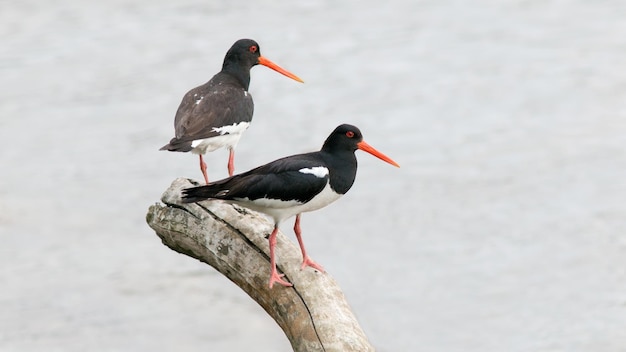 Photo magpie waders sitting on a snag by the river