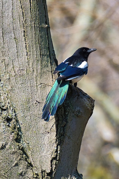 Photo magpie