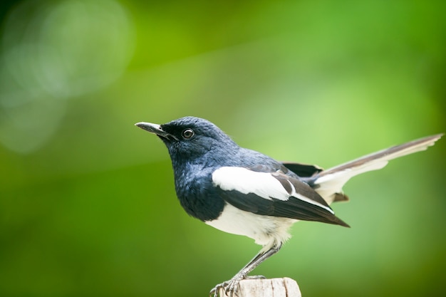 Magpie