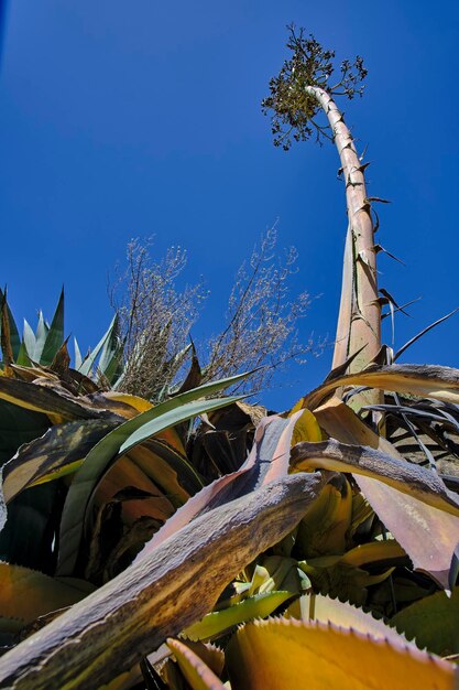 Foto maguey agave americana