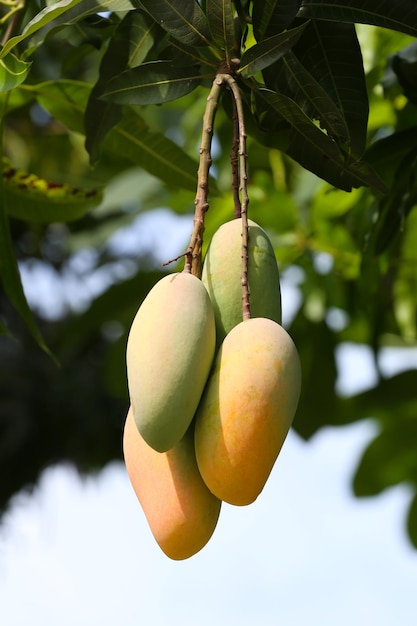 Mahachanok Mango op boom in de boomgaard