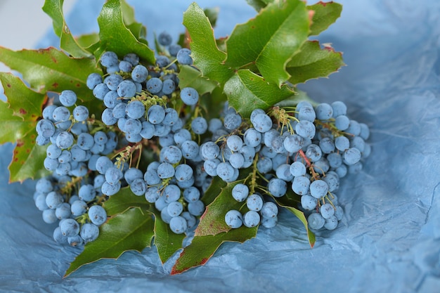 Mahonia aquifolium. Mahonia bessen en bladeren op blauw verfrommeld papier