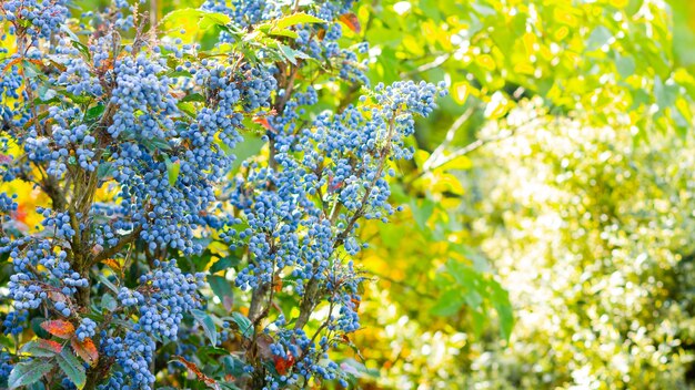 Mahonia aquifoliumオレゴンブドウまたはオレゴンブドウは枝で熟します。 berberidaceae科の植物。ブッシュの青い果実