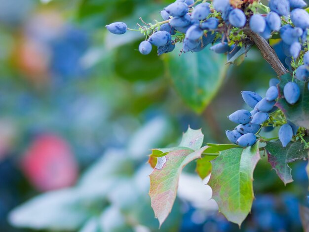 마호니아 아키폴리움 (Mahonia aquifolium) 오레곤 포도 (Oregongrape) 또는 오레건 포도가 가지에 익는다 마호니아 식물의 열매