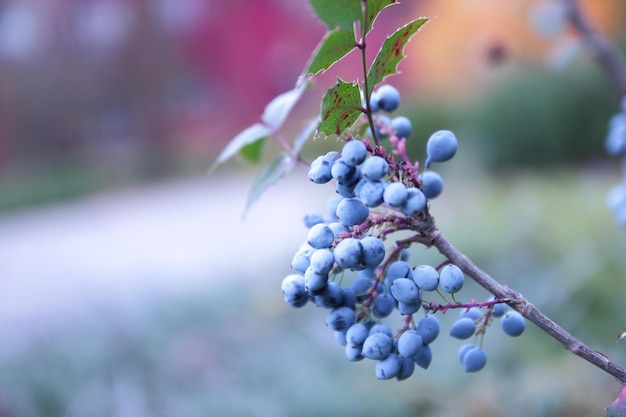 Mahonia shrub Branch with prickly leaves and blue berries on a blurred background Oregon grape Mahonia branch dark blue grape berries closeup