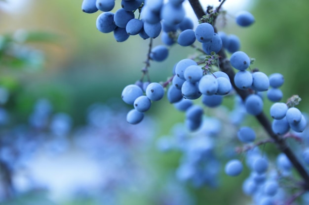 흐릿한 배경에 가시가 있는 잎과 푸른 열매가 있는 마호니아 관목 가지 오레곤 포도 마호니아 분기 진한 파란색 포도 열매 클로즈업