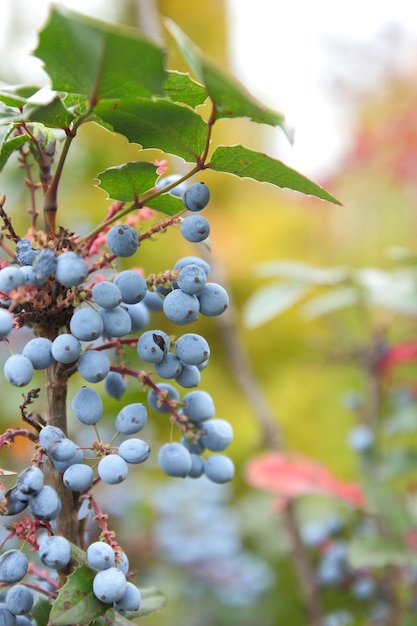 Mahonia shrub Branch with prickly leaves and blue berries on a blurred background Oregon grape Mahonia branch dark blue grape berries closeup