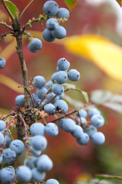 흐릿한 배경에 가시가 있는 잎과 푸른 열매가 있는 마호니아 관목 가지 오레곤 포도 마호니아 분기 진한 파란색 포도 열매 클로즈업