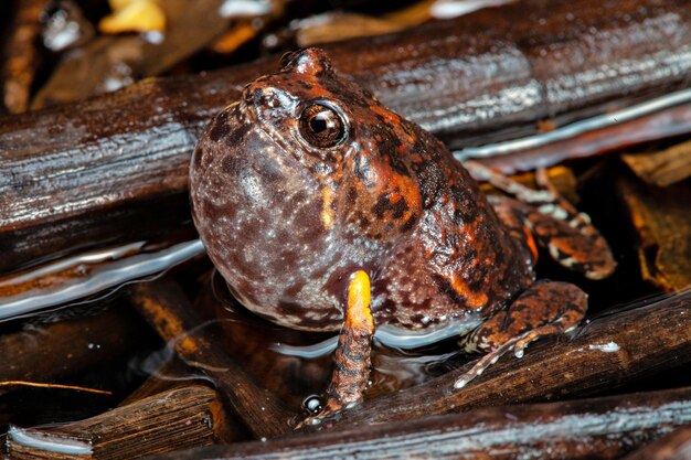 Photo mahonys frog uperoleia mahonyi