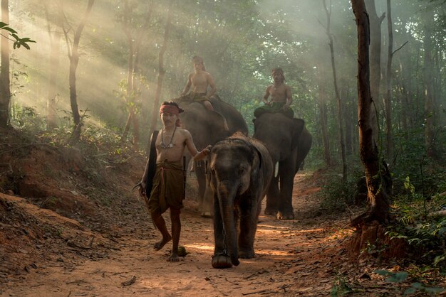 Mahout in Chang Village, Surin-provincie Thailand.