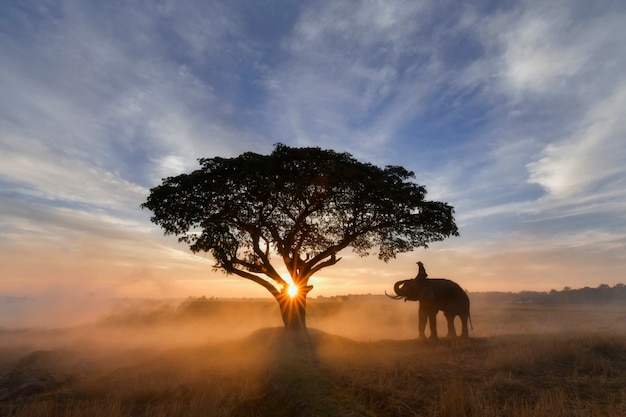 Mahouts ed elefante sul campo durante l'alba