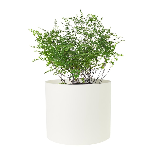 maidenhair fern png mockup plant