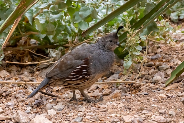 Mail Gambel's Quail In Desert Garden