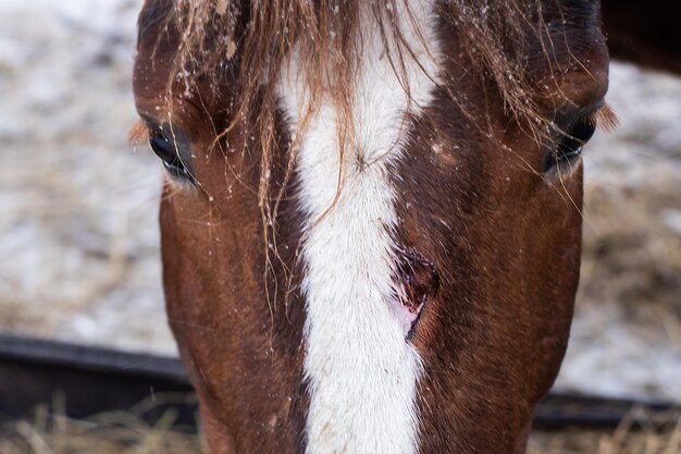 A maim on the horse's face, equine diseases and their treatment. The wound is healing