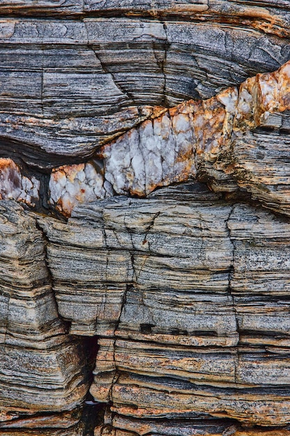 Maine coast rock like petrified wood with quartz vein minerals\
going through