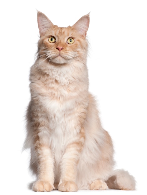 Maine Coon (2 years old)