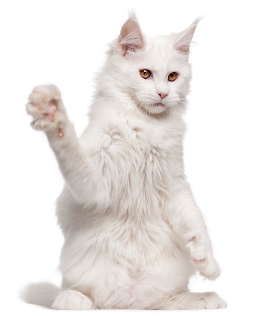 Maine Coon, 5 months old, with paw up