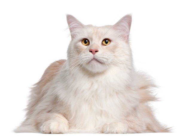 Maine Coon cat, 3 years old, 