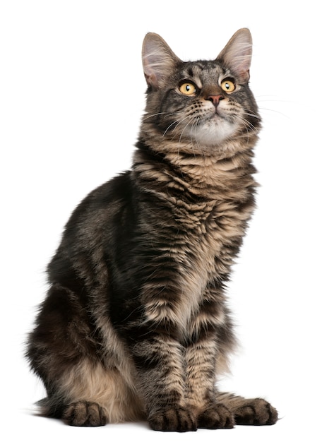 Maine Coon cat, 6 months old. Cat portrait isolated