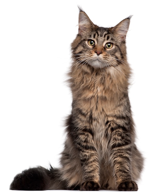 Maine Coon cat, 7 months old, sitting