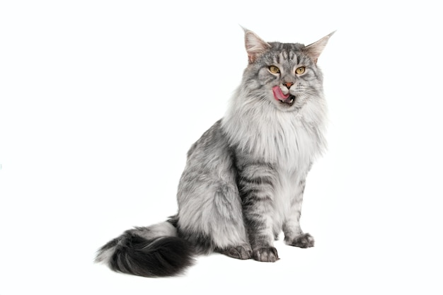 Maine coon cat against white background